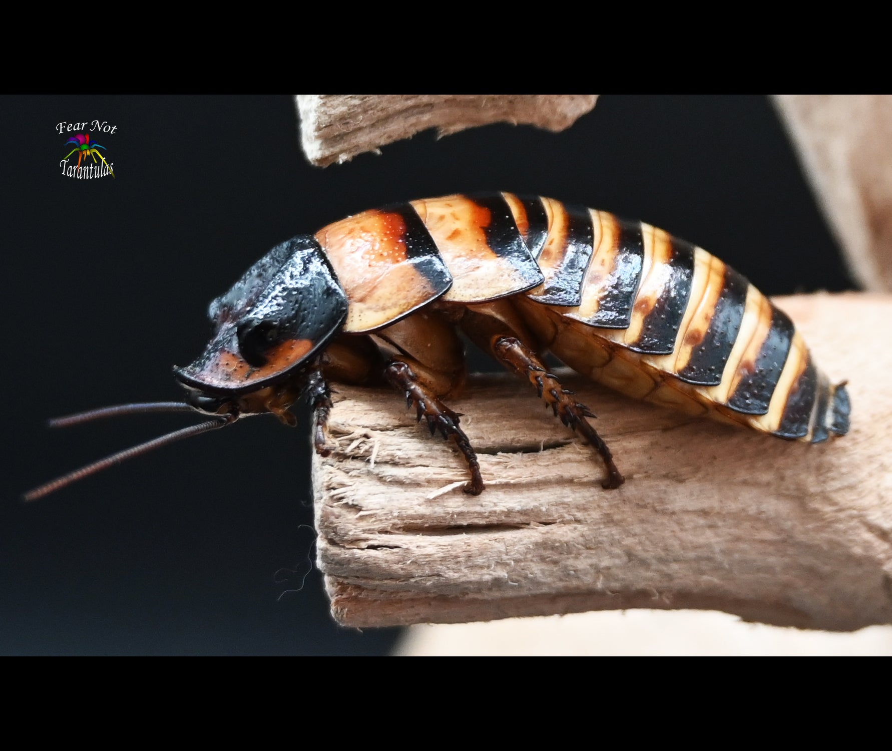 Elliptorhina chopardi
