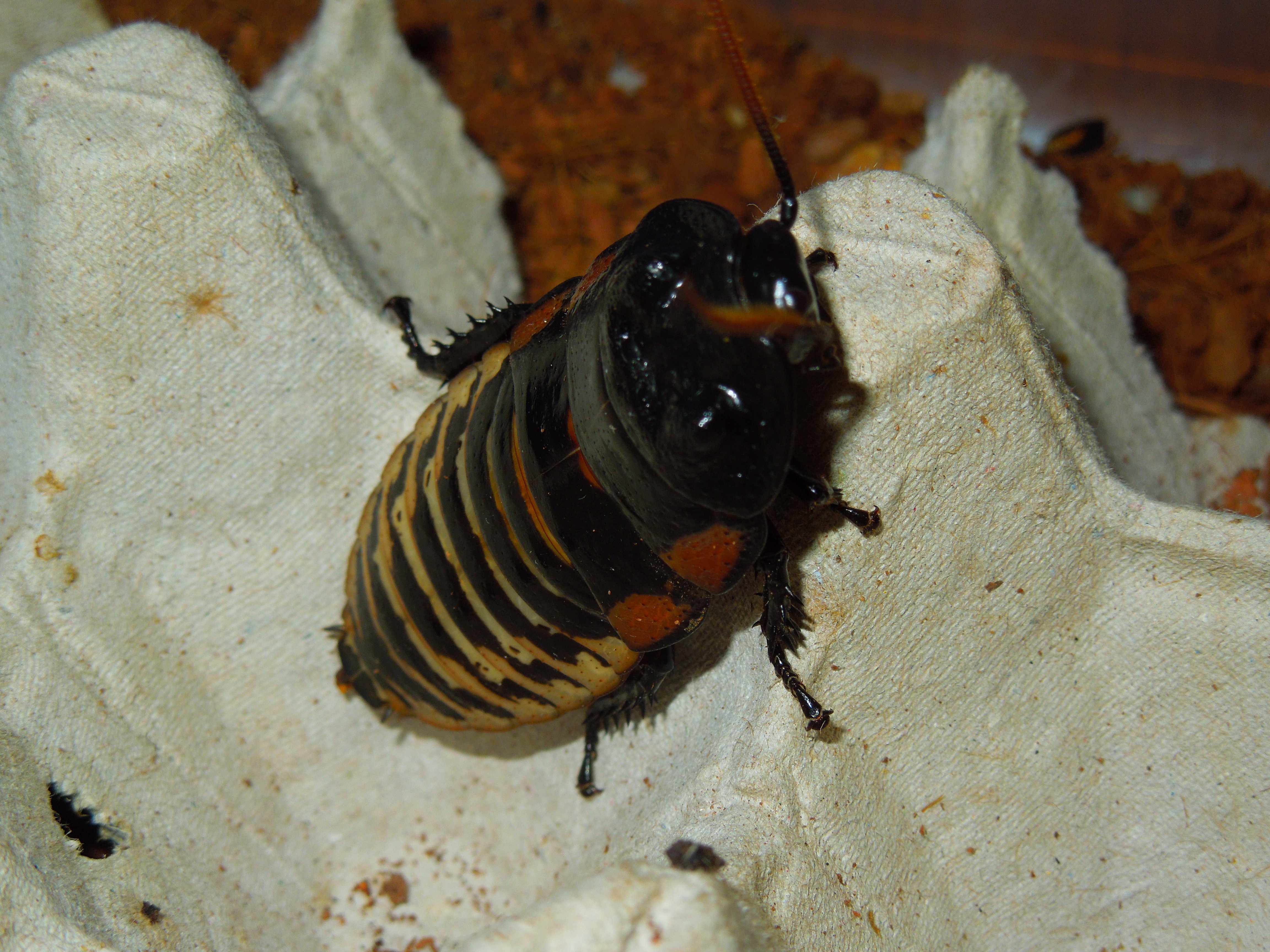 Gromphadorhina grandidieri