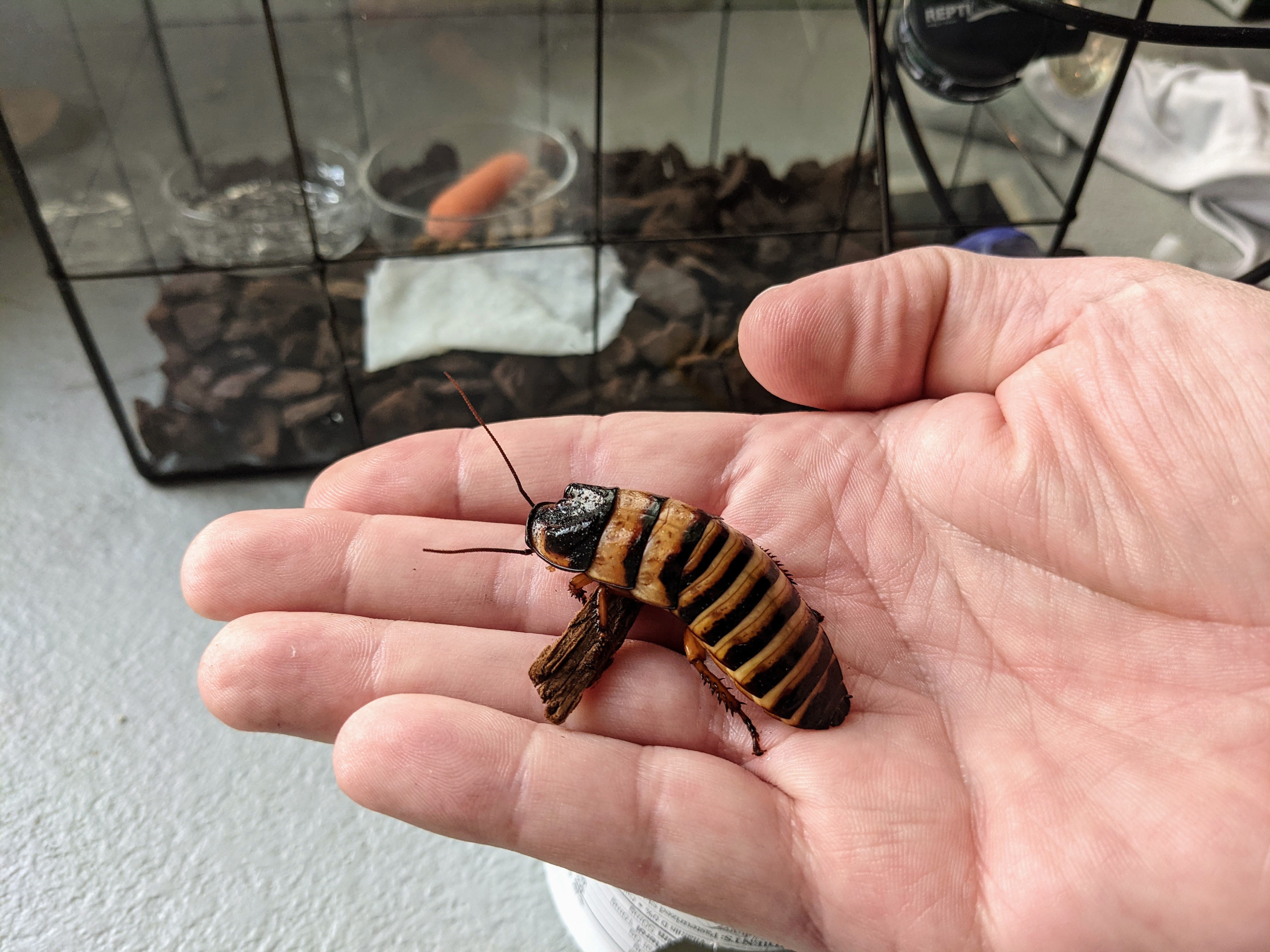 Elliptorhina javanica