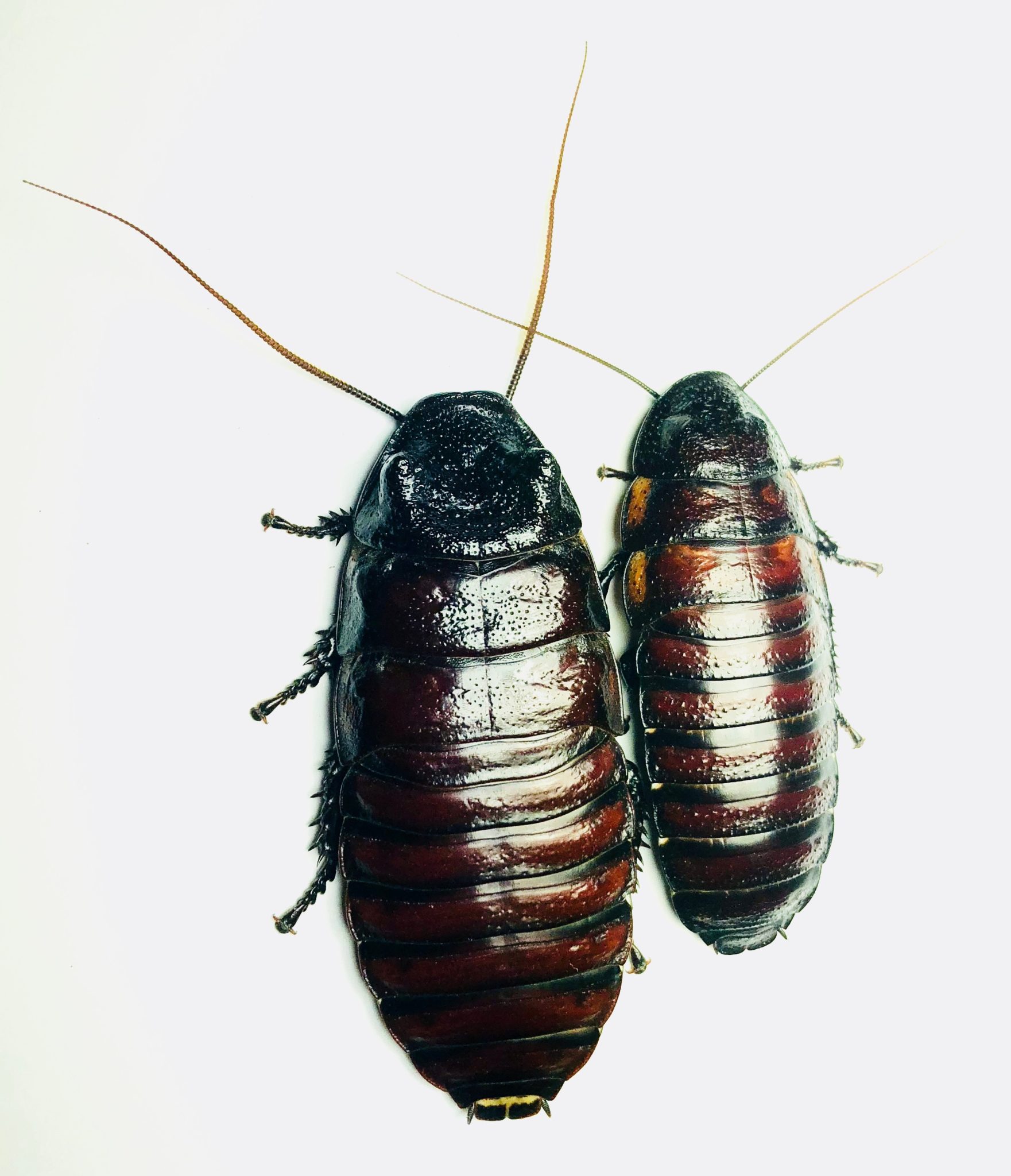 Gromphadorhina oblongonota