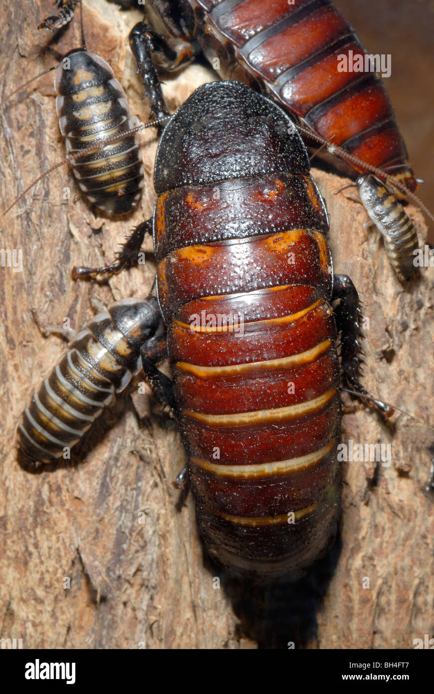 Gromphadorhina picea