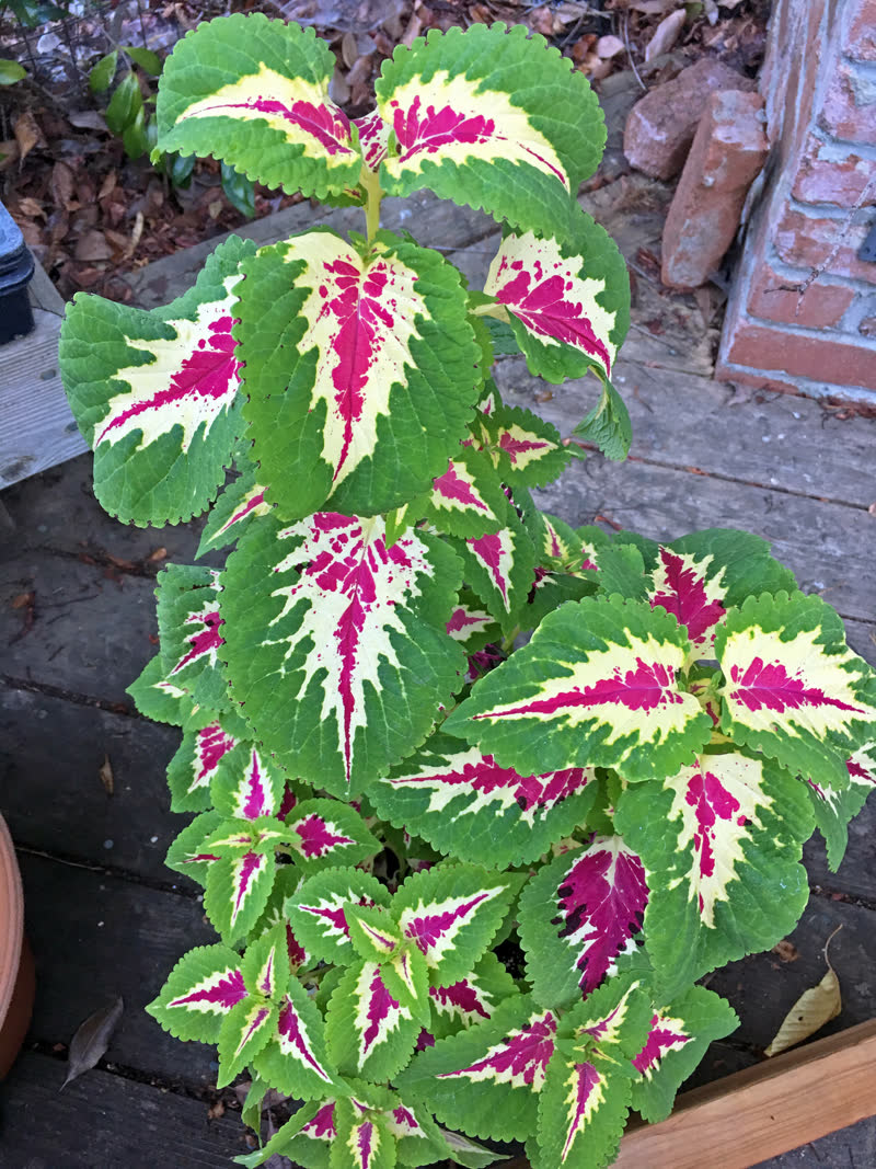 Coleus plant