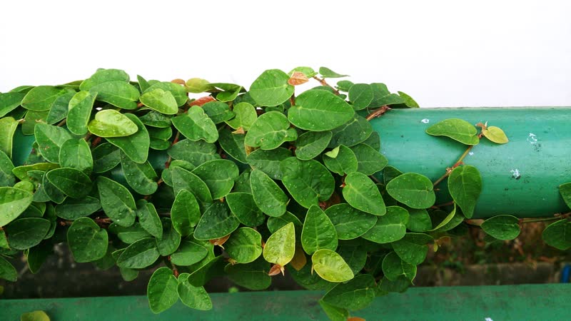 Creeping fig