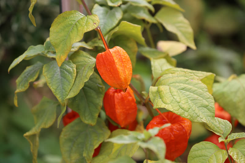 Groundcherry/Physalis