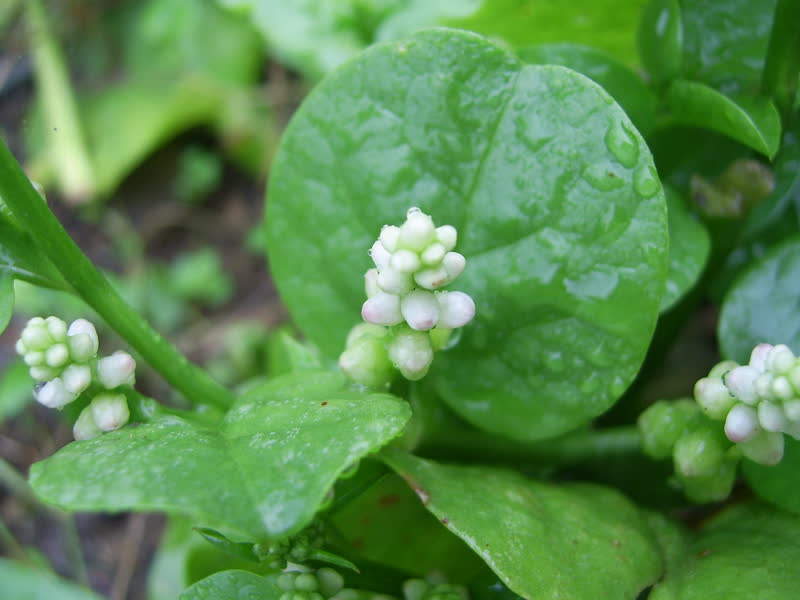 Malabar spinach